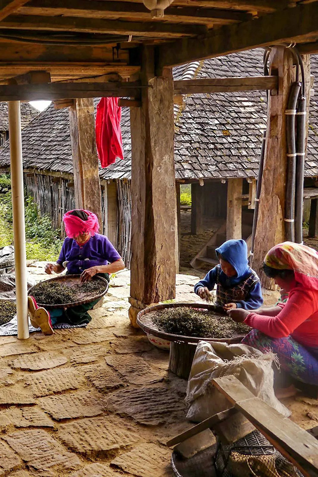 正皓茶景迈山申报世界文化遗产成功纪念版茶