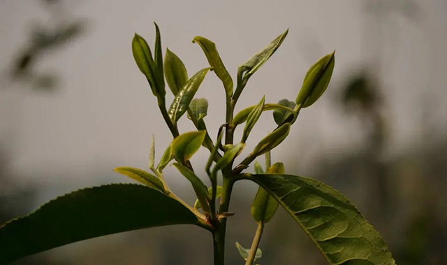 普洱杂志