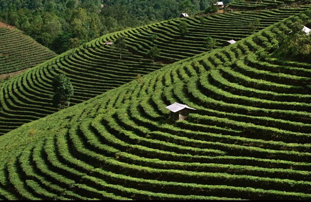 普洱景迈山古茶林文化景观