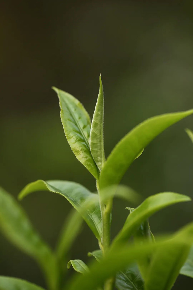 老同志瑶柱普洱茶