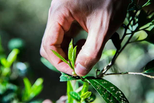 云南龙润茶业