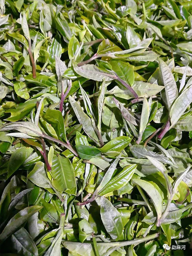 勐麻河普洱茶