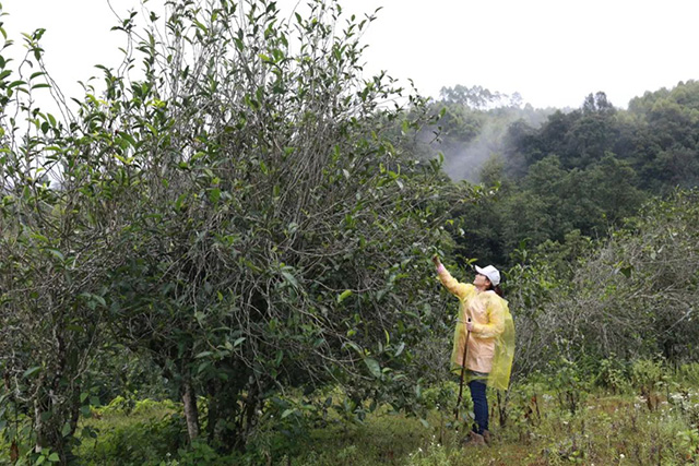 茶叶进化论熟茶技术的区别