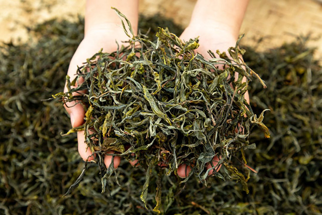 海湾茶业邀您共度2023年度压轴大场24周年庆典