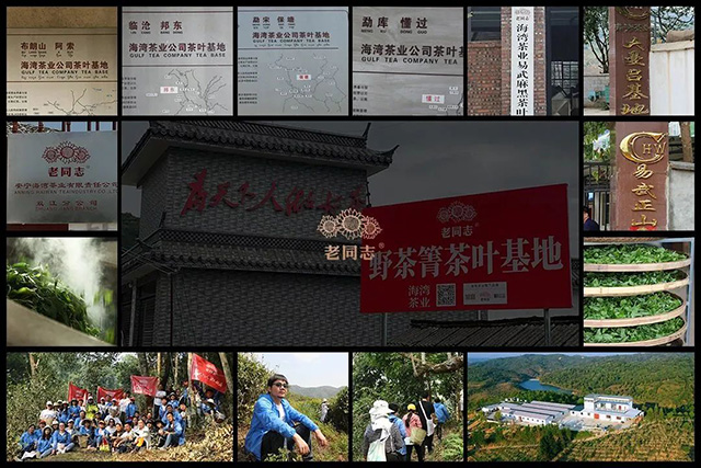 海湾茶业野茶箐茶叶基地