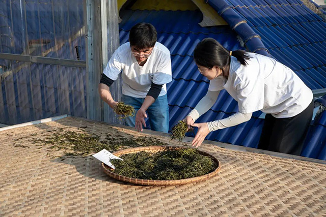 海湾茶业24周年终极盛宴