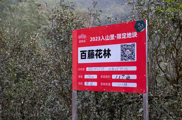 老同志巅峰之作入山里系列普洱茶品质特点