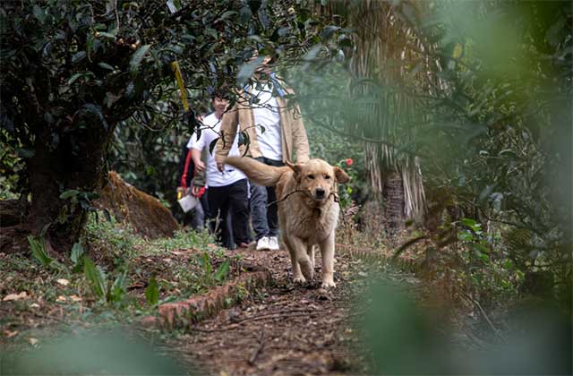 老同志巅峰之作入山里系列普洱茶品质特点