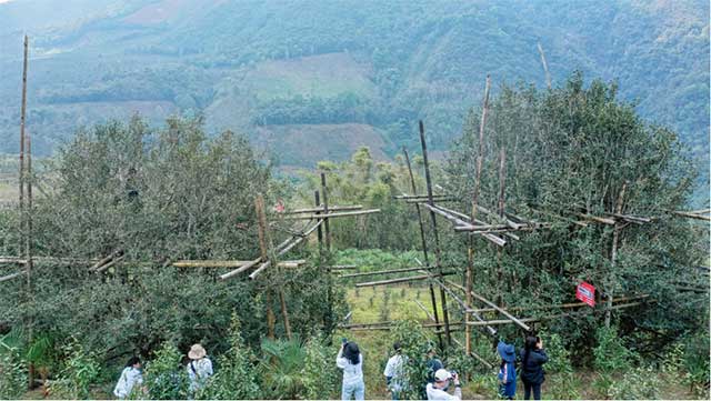 老同志巅峰之作入山里系列普洱茶品质特点