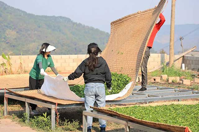 老同志巅峰之作入山里系列普洱茶品质特点