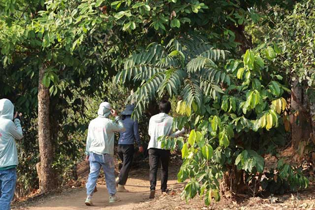 老同志巅峰之作入山里系列普洱茶品质特点