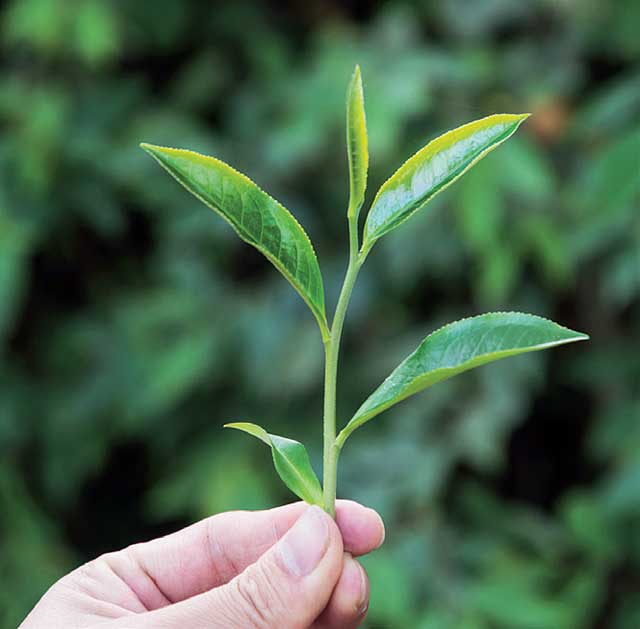 麻黑普洱茶