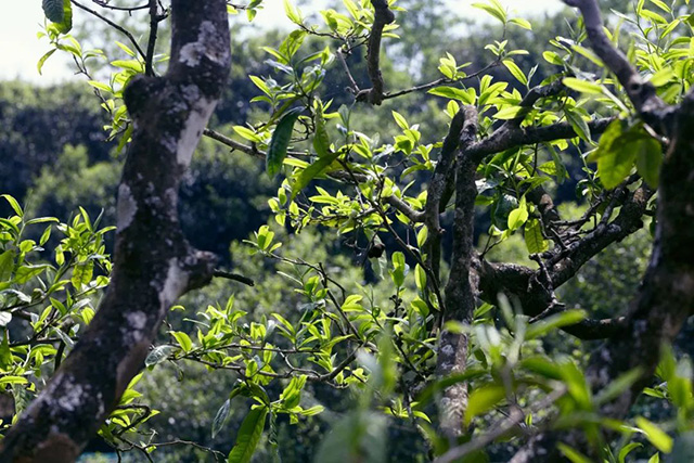 云南龙润茶业