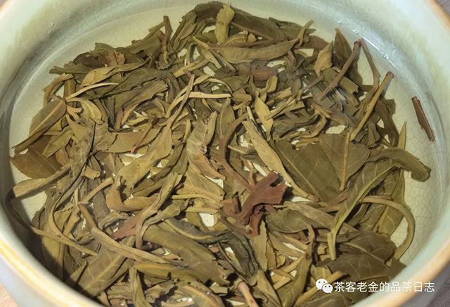 陈永珍2023年白茶园古树普洱茶