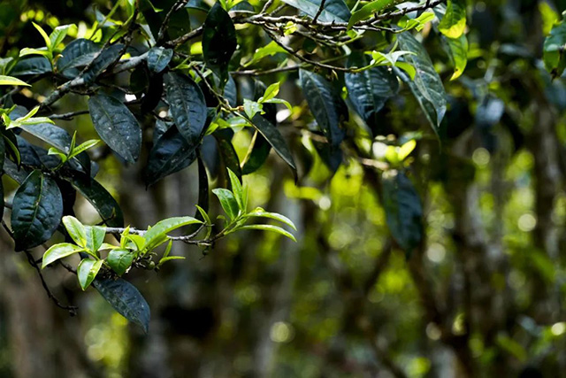 龙润茶金岁十年陈普洱茶