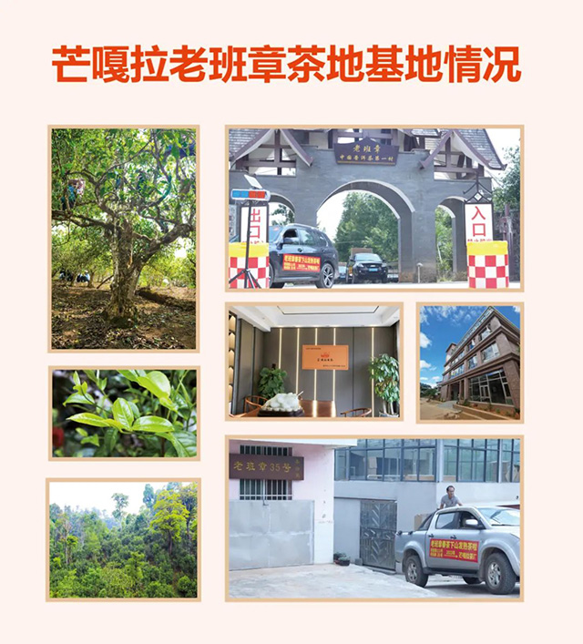 芒嘎拉第二代老班章熟茶