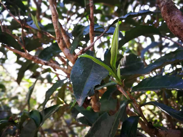 茶业复兴2018年景迈山古树普洱茶