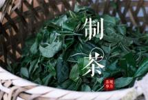 普洱茶初制一瞥