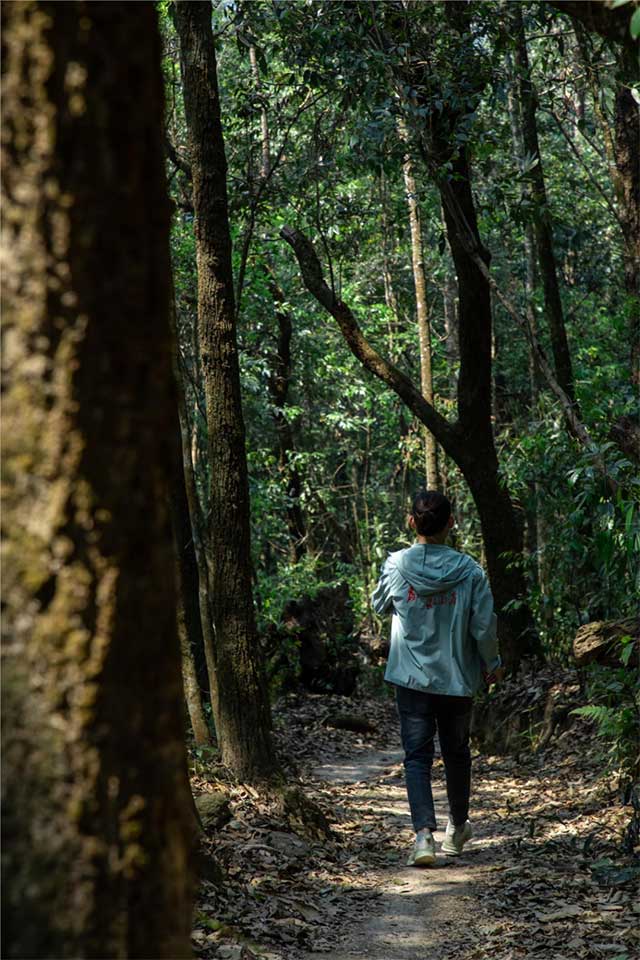 老同志2023年刮风寨普洱茶品质特点