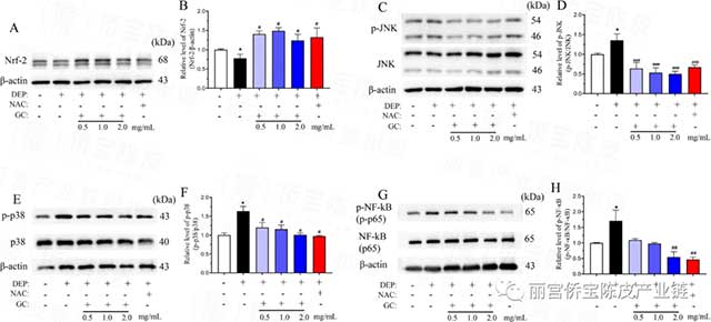 丽宫股份与广州医科大学呼吸疾病全国重点实验室又一新会陈皮研究论文见刊