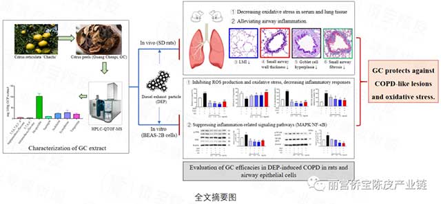 丽宫股份与广州医科大学呼吸疾病全国重点实验室又一新会陈皮研究论文见刊