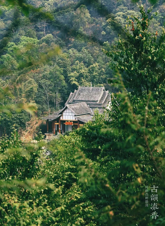 古韵流香2011景迈纯料古树普洱品质特点