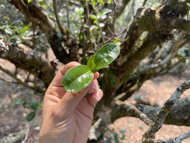 老同志名山古树纯料旗舰版开篇大作千家寨