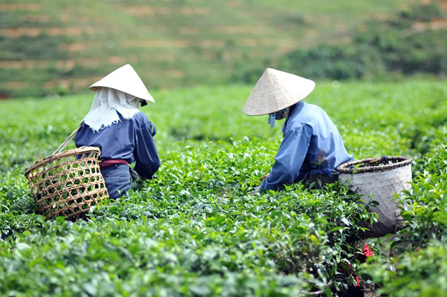 云南龙润茶业