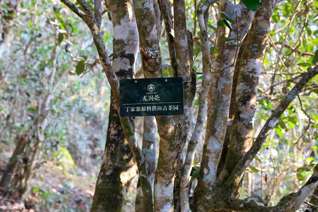 龙润茶2023风生水起刮风寨落水洞普洱茶