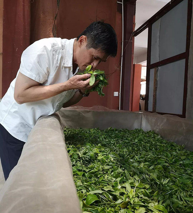 天威德成古树熟茶