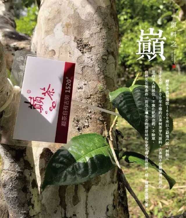 巅茶2023五福普洱茶品质特点