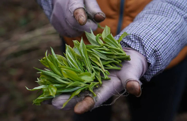 大龙潭熟茶