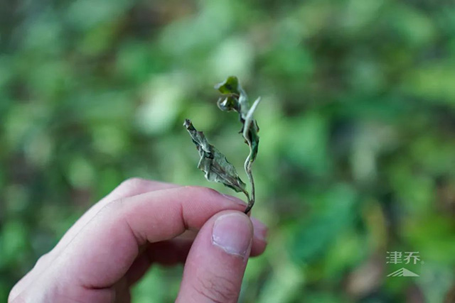 津乔普洱奉茶节