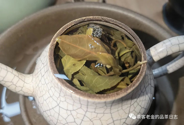 栩月古茶2023年国有林高杆双子高杆普洱茶