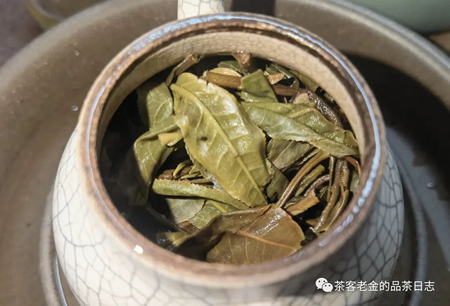栩月古茶2023年国有林高杆双子高杆普洱茶