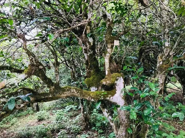 龙润茶普洱茶