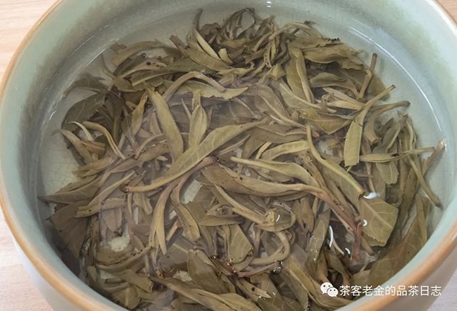 茶者无喧2023年曼松古树普洱茶