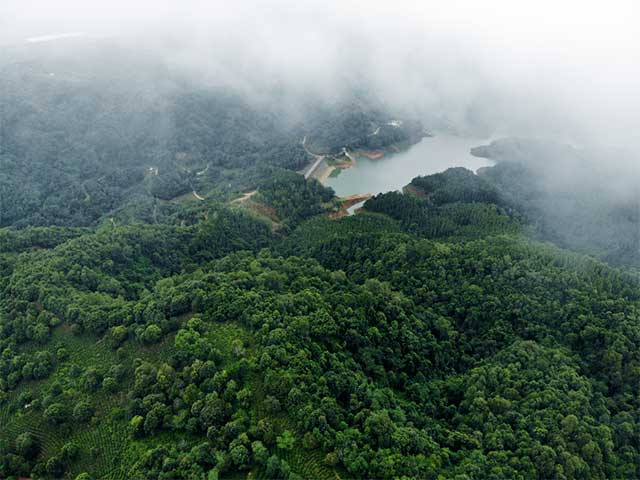 福海普洱茶