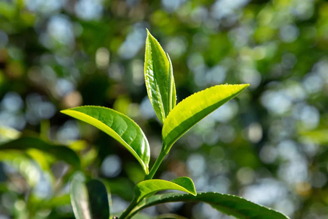 老同志一统江山曼糯普洱茶品质特点