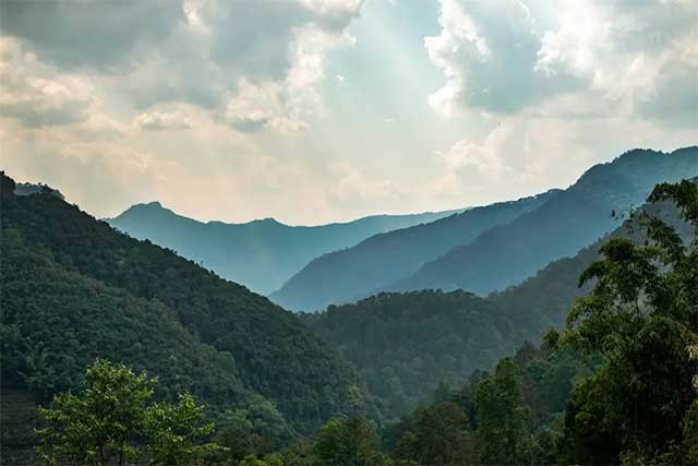 老同志一统江山曼糯普洱茶品质特点