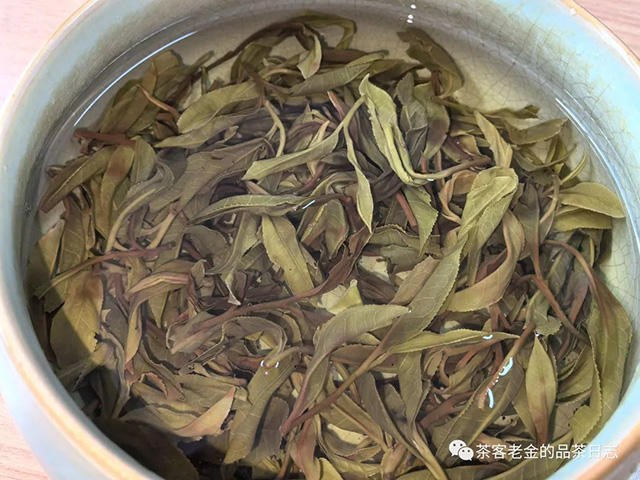 栩月古茶小叶茶祖春普洱茶