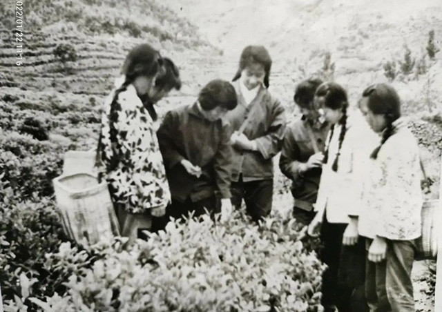 张淑珍在茶园指导采茶