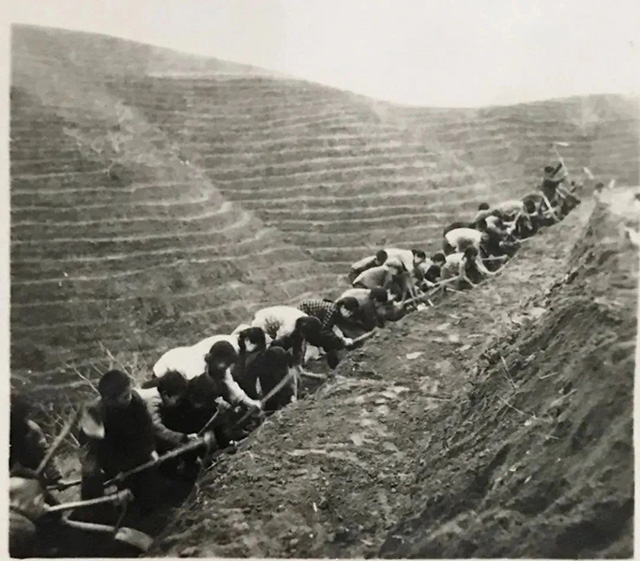 1972年冬天商南上万乡亲走上荒山秃岭开挖茶园