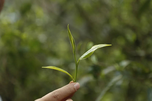 老同志2024辰龙生肖纪念熟饼普洱茶品质特点