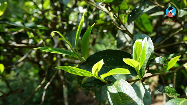 石头老寨古树春茶鲜叶