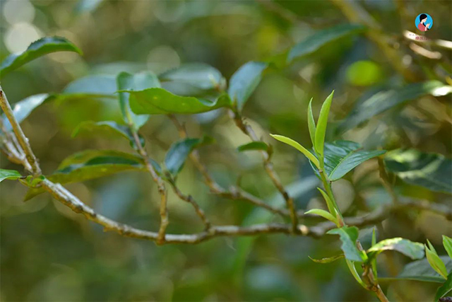 坝歪古树春茶鲜叶