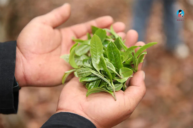 景迈古树春茶鲜叶