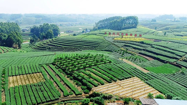 百岳茶业的出口茶叶备案基地杨嵩摄