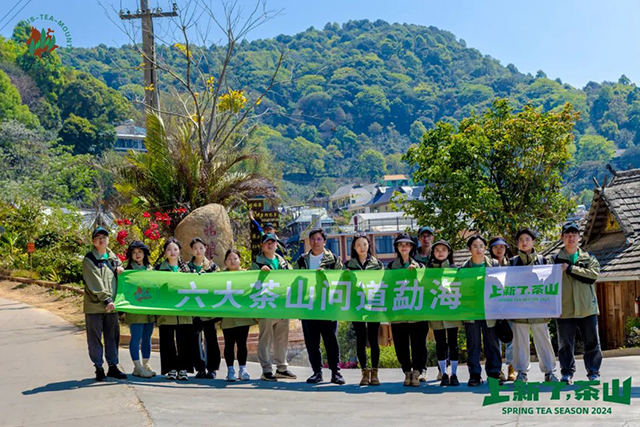 六大茶山2024年茶山日记