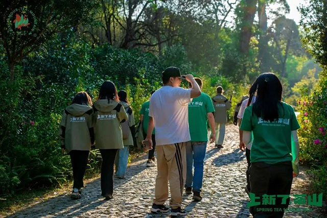 六大茶山2024年茶山日记